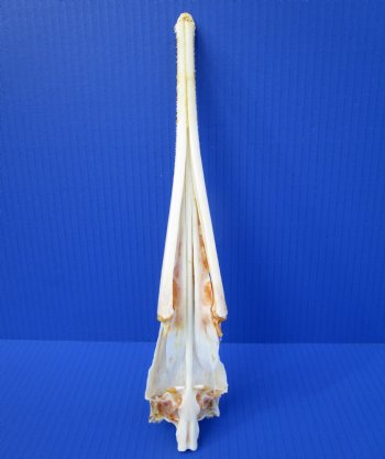 12-1/2 inches Authentic Longnose Gar Skull <font color=red> With Razor Sharp Teeth</font> for $69.99