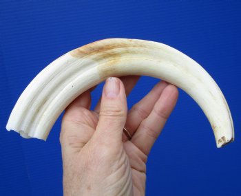 10-1/4 inches Authentic Large Warthog Tusk (7 inches Solid) for $54.99