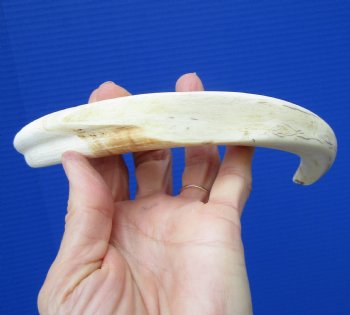 10-1/4 inches Authentic Large Warthog Tusk (7 inches Solid) for $54.99