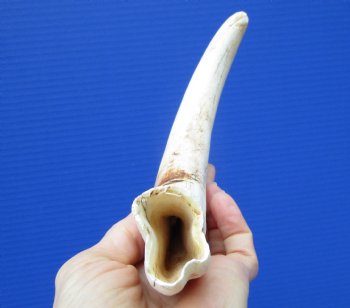10-3/4 inches Large African Warthog Tusk for Sale (7-1/4 inches Solid) for $54.99