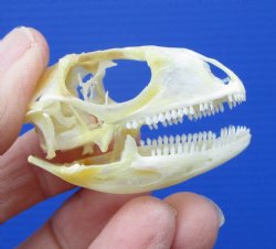 1-3/4 by 1 inch Real Iguana Skull for Sale, Beetle Cleaned, Not Whitened for $39.99