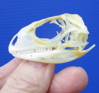 1-3/4 by 1 inch Real Iguana Skull for Sale, Beetle Cleaned, Not Whitened for $39.99