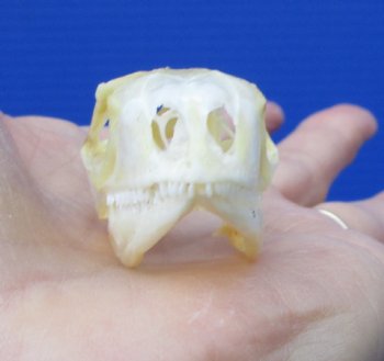 1-3/4 by 1 inch Real Iguana Skull for Sale, Beetle Cleaned, Not Whitened for $39.99