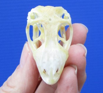 1-3/4 by 1 inch Real Iguana Skull for Sale, Beetle Cleaned, Not Whitened for $39.99