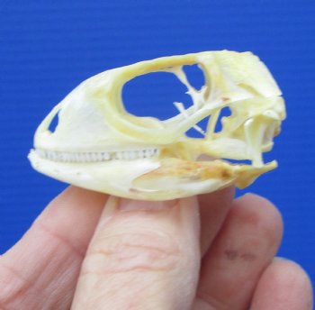 1-3/4 by 1 inch Real Green Iguana Skull for Sale, Beetle Cleaned, Not Whitened for $39.99