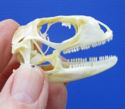 1-7/8 by 1 inch Real Green Iguana Skull for Sale, Beetle Cleaned, Not Whitened for $39.99