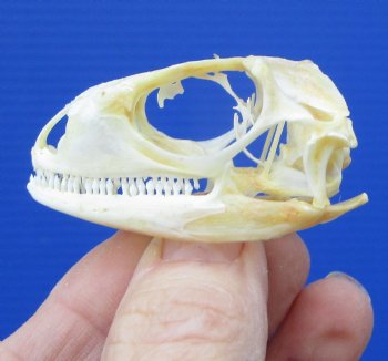 1-7/8 by 1 inch Real Green Iguana Skull for Sale, Beetle Cleaned, Not Whitened for $39.99