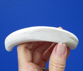 6-1/2 inches African Warthog Tusk, <font color=red> (5 inches Solid)</font> (white washed) for $14.99