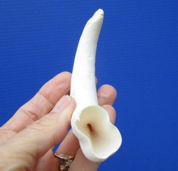 6-1/2 inches African Warthog Tusk, <font color=red> (5 inches Solid)</font> (white washed) for $14.99
