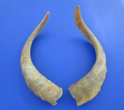 2 Extra Large African Goat Horns (one right, one left), 18 and 18-1/2 inches for $16.50 each