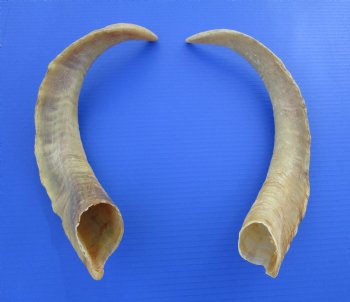 2 Extra Large African Goat Horns (one right, one left), 18 and 18-1/2 inches for $16.50 each