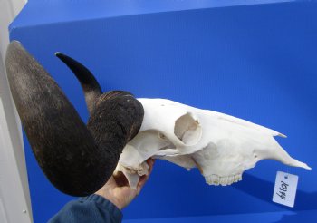 22 inches wide Large African Blue Wildebeest Skull and Horns for $99.99