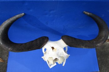 22 inches wide Large African Blue Wildebeest Skull and Horns for $99.99