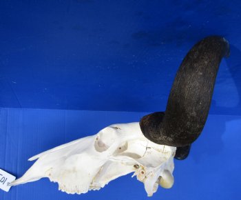 22 inches wide Large African Blue Wildebeest Skull and Horns for $99.99