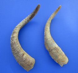 2 Jumbo African Goat Horns, 18-1/4 and 21-1/2 inches for $20.00 each