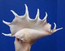 13-1/4 inches Lambis Truncata Giant Spider Conch Shell for $19.99