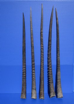 5 Large African Gemsbok Horns, Oryx Horns in Bulk 33 to 36 inches long for $25.00 each