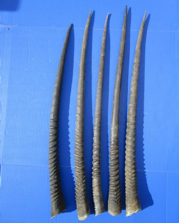 5 Large Authentic Gemsbok Horns, Oryx Horns in Bulk 33 to 35 inches long for $25.00 each