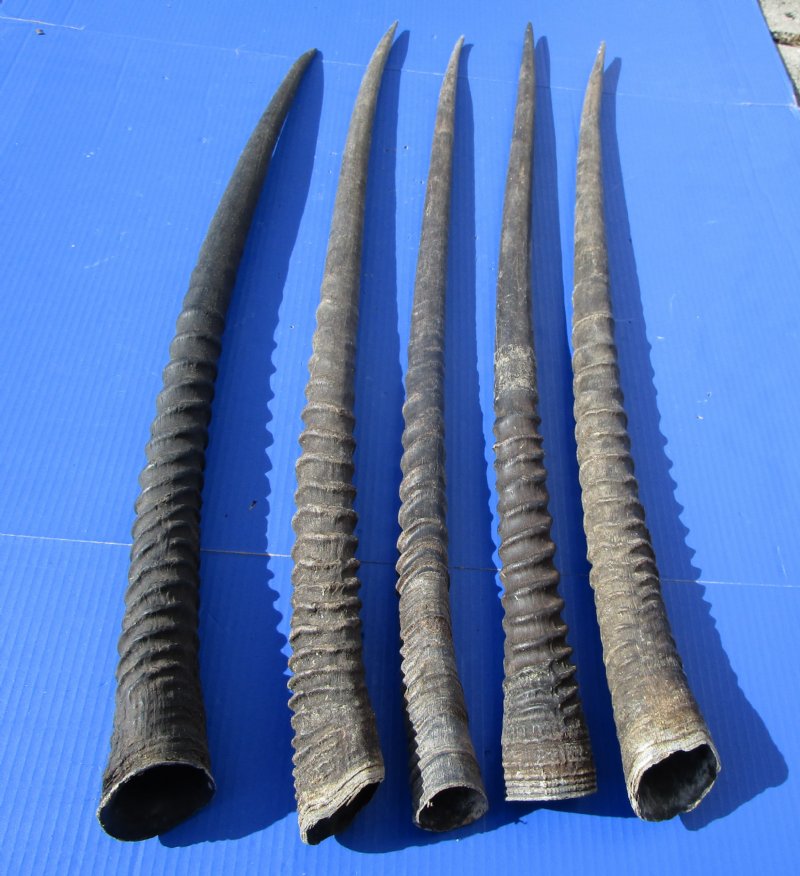 5 Large Authentic Gemsbok Horns, Oryx Horns 33 to 35 inches long
