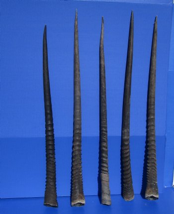 5 Large Authentic Gemsbok Horns, Oryx Horns in Bulk 33 to 35 inches long for $25.00 each