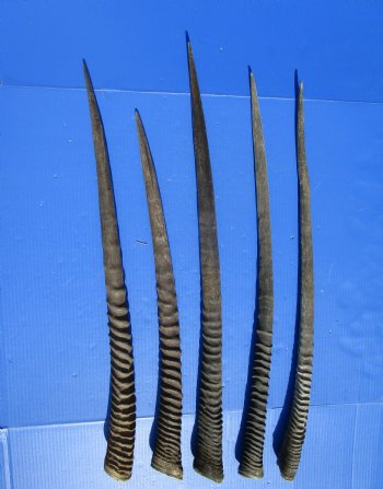 5 Authentic Gemsbok Horns, Oryx Horns in Bulk 27 to 32 inches long for $22.00 each
