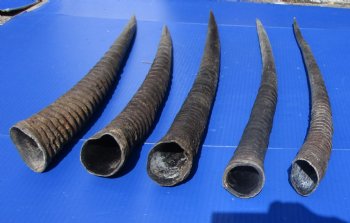 5 Authentic Gemsbok Horns, Oryx Horns in Bulk 27 to 32 inches long for $22.00 each