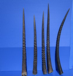 5  Real Gemsbok, Oryx Horns 27 to 31 inches long for $22.00 each