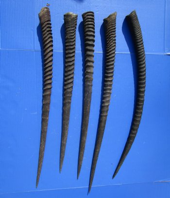 5  Real Gemsbok, Oryx Horns 27 to 31 inches long for $22.00 each