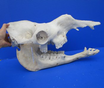19-1/2 inches Authentic One Hump Camel Skull with Lower Jaw, Grade B quality, for $149.99
