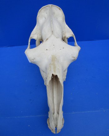 19-1/2 inches Authentic One Hump Camel Skull with Lower Jaw, Grade B quality, for $149.99