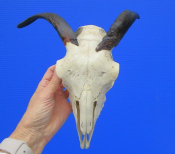 Indian Goat Skull for Sale with 7-1/2 and 7-3/4 inches Horns for $79.99