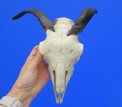 Indian Goat Skull for Sale with 7-1/2 and 7-3/4 inches Horns for $79.99