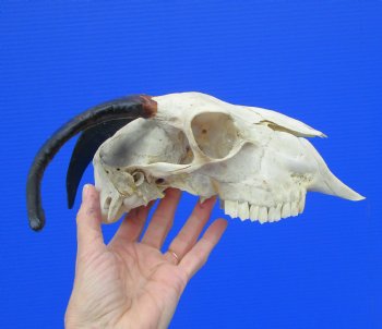 Indian Goat Skull for Sale with 7-1/2 and 7-3/4 inches Horns for $79.99