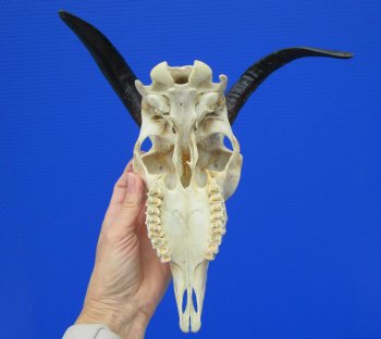 Indian Goat Skull for Sale with 7-1/2 and 7-3/4 inches Horns for $79.99