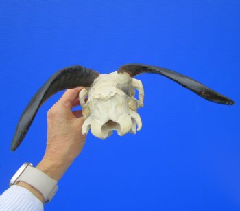 Indian Goat Skull for Sale with 7-1/2 and 7-3/4 inches Horns for $79.99