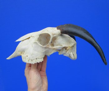 Indian Goat Skull for Sale with 7-1/2 and 7-3/4 inches Horns for $79.99