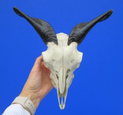 Authentic Indian Goat Skull with 7 and 6-1/2 inches Polished Horns for $79.99