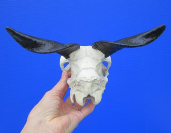 Authentic Indian Goat Skull with 7 and 6-1/2 inches Polished Horns for $79.99