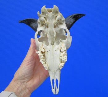 Authentic Indian Goat Skull with 7 and 6-1/2 inches Polished Horns for $79.99