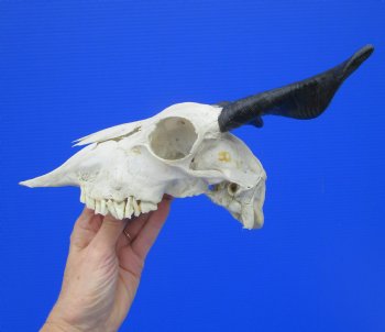 Authentic Indian Goat Skull with 7 and 6-1/2 inches Polished Horns for $79.99