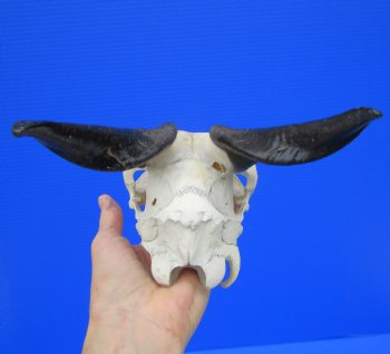 Indian Goat Skull with 6-1/2 inches Polished Horns for $79.99