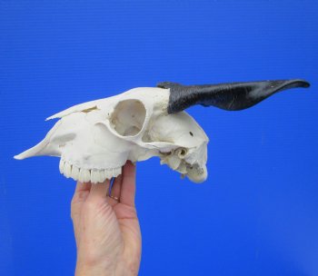 Indian Goat Skull with 6-1/2 inches Polished Horns for $79.99