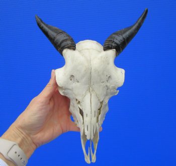 Indian Goat Skull with 4 and 4-1/2 inches Polished Horns for $79.99