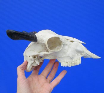 Indian Goat Skull with 4 and 4-1/2 inches Polished Horns for $79.99