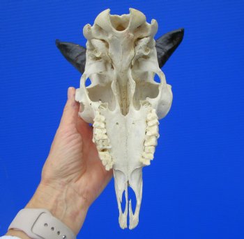 Indian Goat Skull with 4 and 4-1/2 inches Polished Horns for $79.99