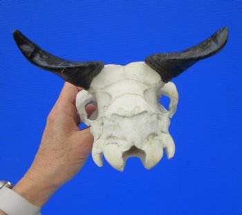 Indian Goat Skull with 4 and 4-1/2 inches Polished Horns for $79.99