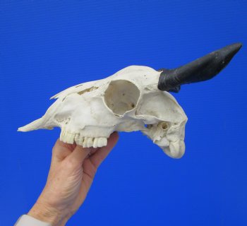 Indian Goat Skull with 4 and 4-1/2 inches Polished Horns for $79.99