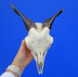Indian Goat Skull for Sale with 6-1/2 and 6 inches Horns for $79.99