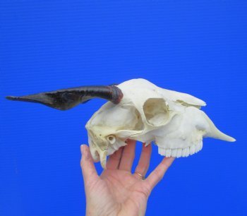 Indian Goat Skull for Sale with 6-1/2 and 6 inches Horns for $79.99