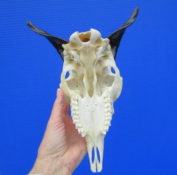 Indian Goat Skull for Sale with 6-1/2 and 6 inches Horns for $79.99